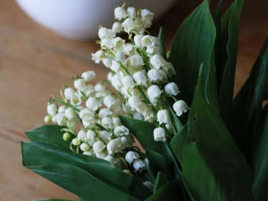 three bunches of lily of the valley  
